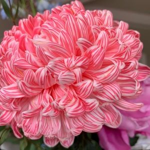 Meet your Posher, Amila